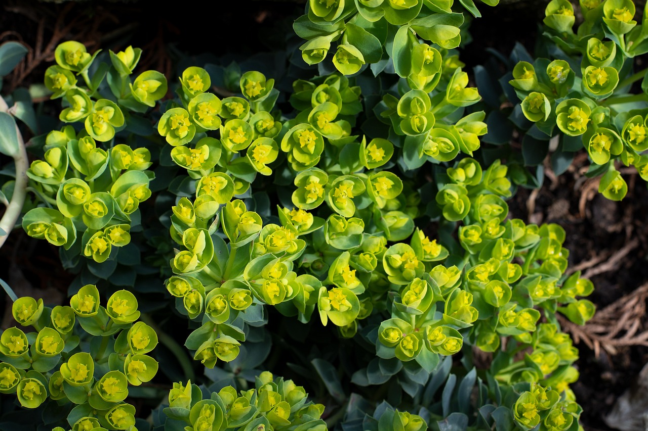 Best Plants for a Rocky Garden Landscape